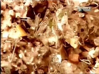 Asi se hace - Papel Higienico