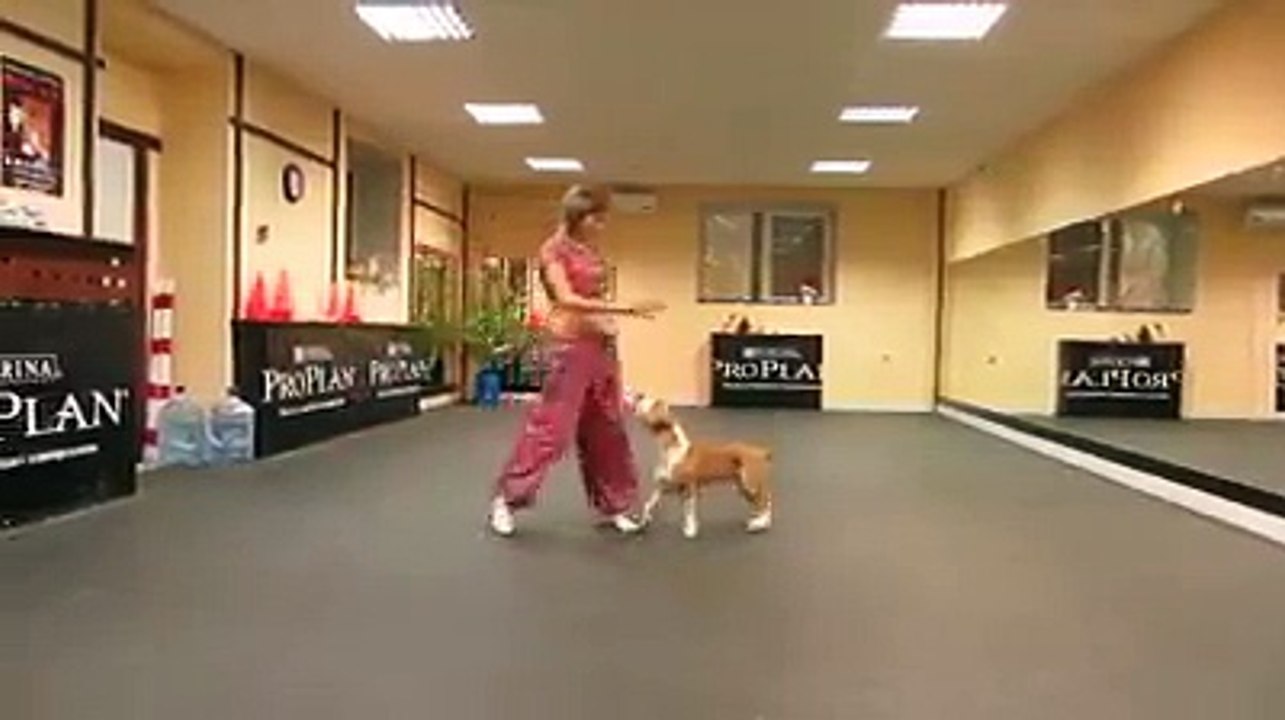 Dance with your dog