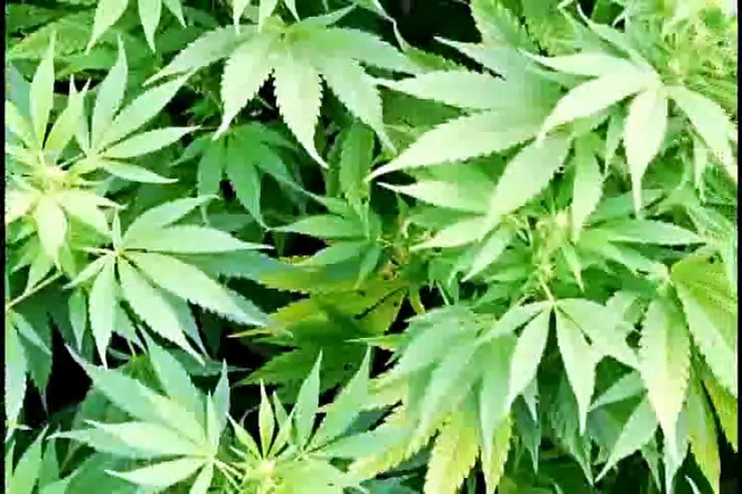 What If Cannabis Cured Cancer