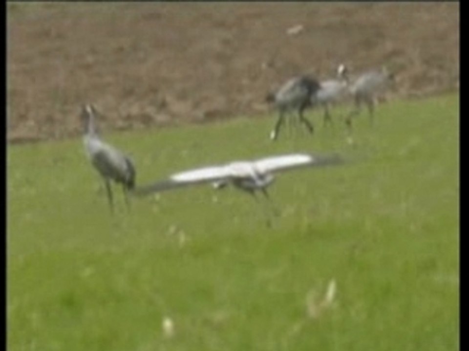 Les grues cendrées.