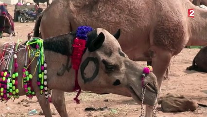 Le Rajasthan accueille une grande foire aux chameaux