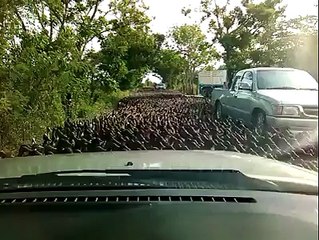 patos