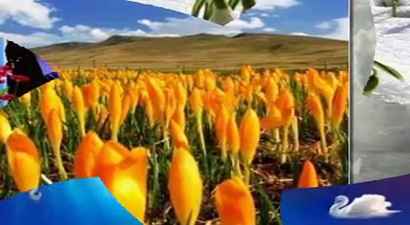 KARDELEN