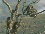 Monkey mating rudely interrupted