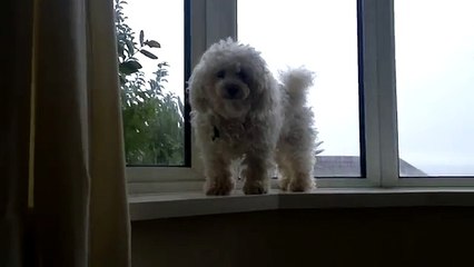 bichon frise dance