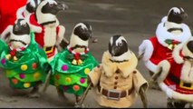 Christmas Penguin Parade    A Group Of Little Penguins Star Touring With The Public