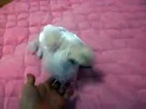 Super Cute Puppy    Puppy Performing Super Cute Tricks With His Owner