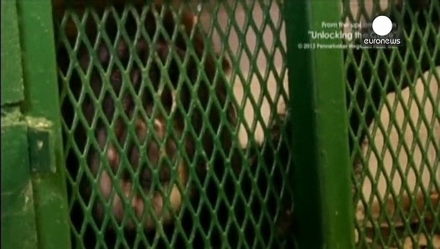 США: суд отказался уравнять в правах человека и шимпанзе