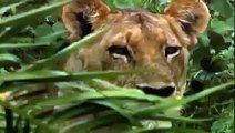 Lion hunt - The vivid footage- Discovery Animals Nature documentary [HD]