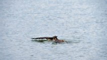 Un hibou nage la brasse dans un lac après avoir subit une attaque de faucon