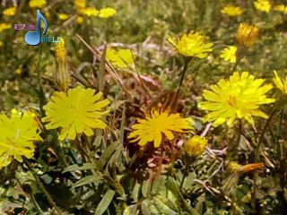 Grup Mavera - Lı Mın Hewwar