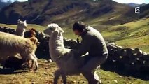 Un lama crache sur Arthur dans Rendez-vous en terre inconnue