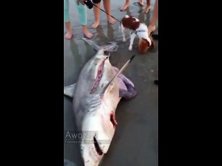 This is crazy!! Man Helps Dead Shark Give Birth To 3 Babies