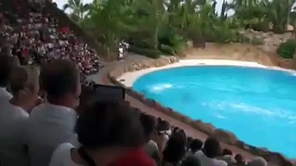 Dancing Dolphins Video