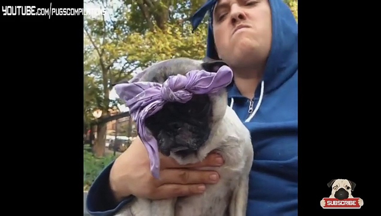 Funny Pug Vines Compilation 2014