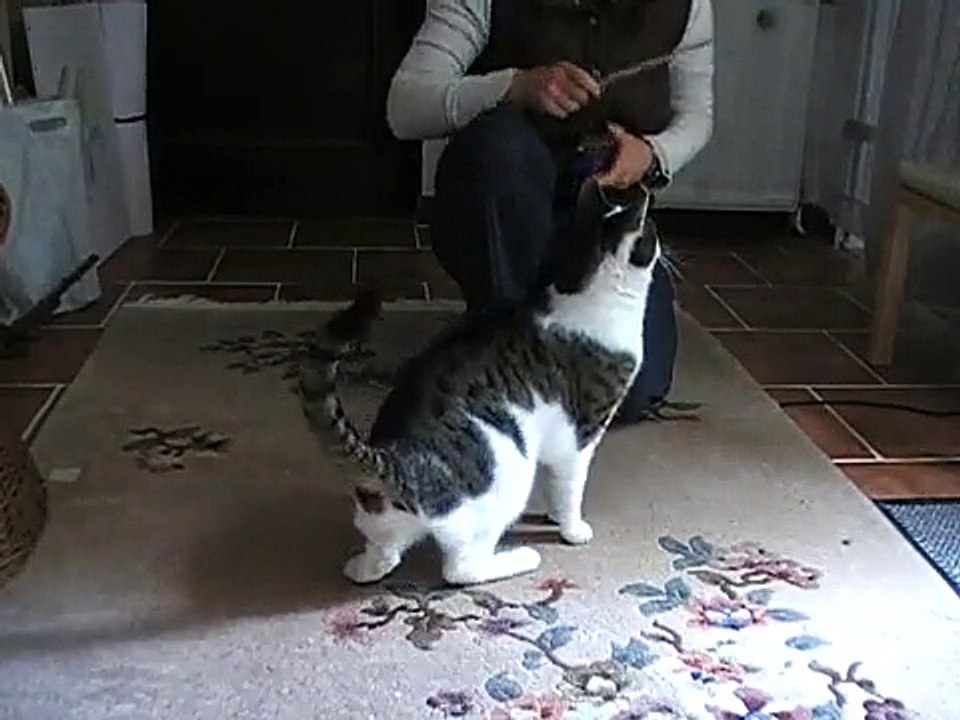 Katzen-Clickertraining-Target_TheraFelis.MOD