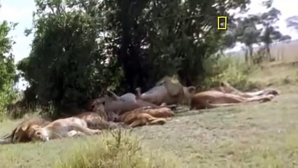 Documental de Leones - De La Cuna Hasta La Tumba - National Geographic Documentales