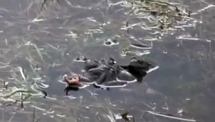 Huge Frog  Oragy   Animals Love Mate cute animals mating