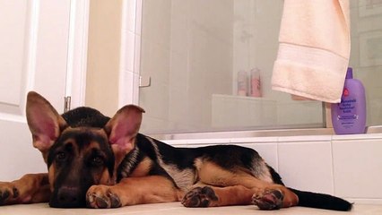 Son maître chante dans la salle de bain, le chien réagit d’une façon hilarante.