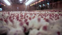 Fazendeiro denuncia maus-tratos de galinhas
