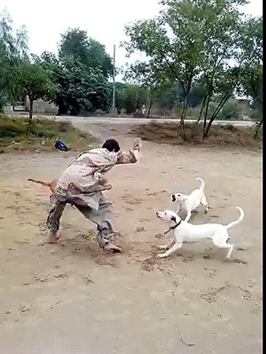 Man can defete Dogs