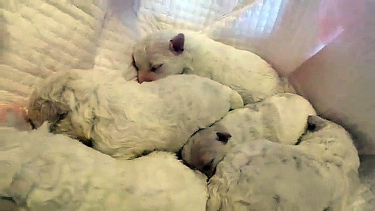 Bichon Frise Puppies