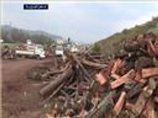 غابات الساحل السوري تتحول لمساحات جرداء