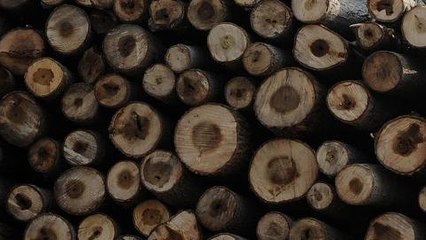 101 East - Thailand's Blood Timber