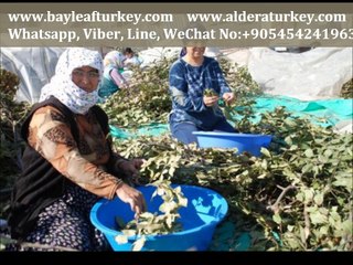 Turkish Bay Leaves Factory Turkey ALDERA