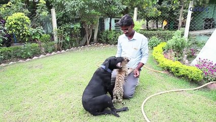 Un bébé tigre adopté par un... labrador