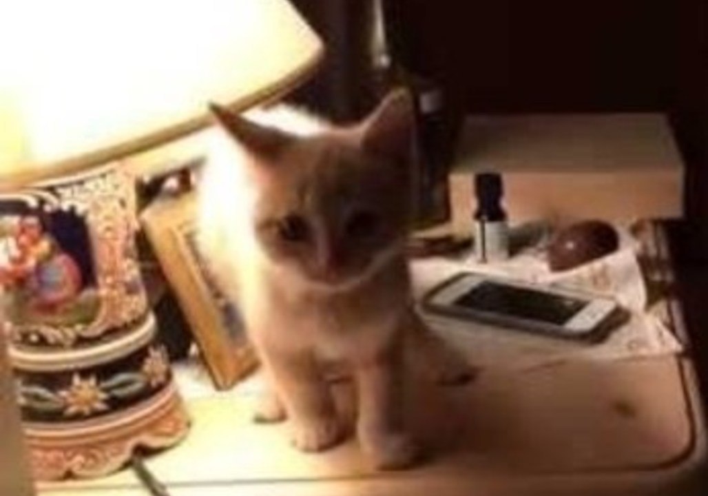 Kitten Falls Off Table
