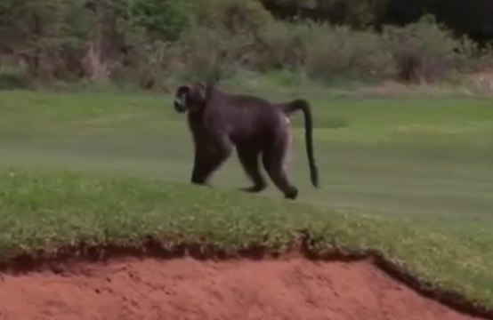 Un babouin s'invite sur un parcours de golf en pleine compétition