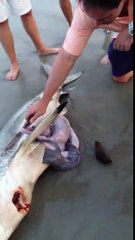 This is crazy!! Man Helps Dead Shark Give Birth To 3 Babies