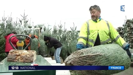 La location de sapins de Noël, un phénomène qui prend de l'ampleur