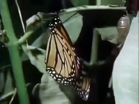 Nat Geo Wild Documentaries Full Lions Amazing Animal Camouflage Discovery Education Animals Full HD