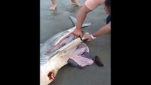 Des bébés requins sauvés par un homme du ventre de leur mère