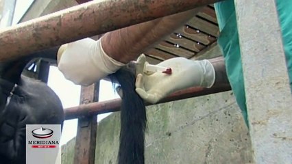 Download Video: Mozzarella di bufala DOP contraffatta nel casertano, veterinari iniettavano vaccino vietato agli animali