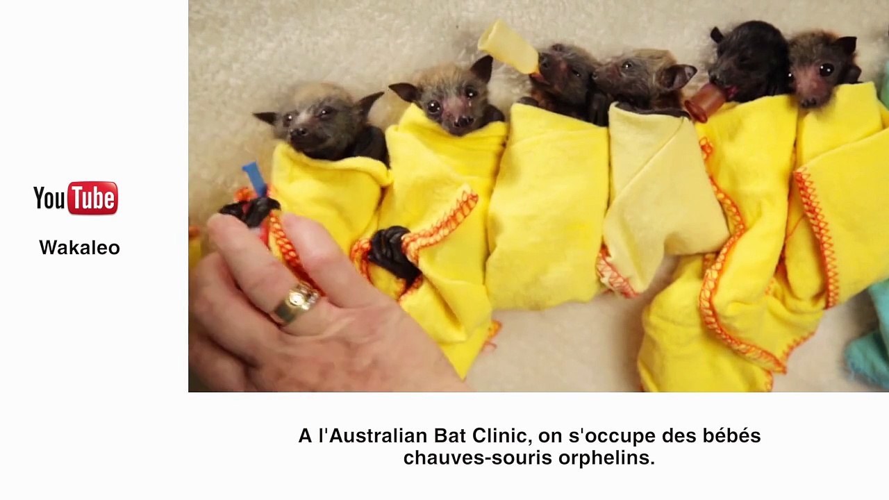 Le zapping insolite : du surf vu d'en bas et les tempuras les plus rapides du monde