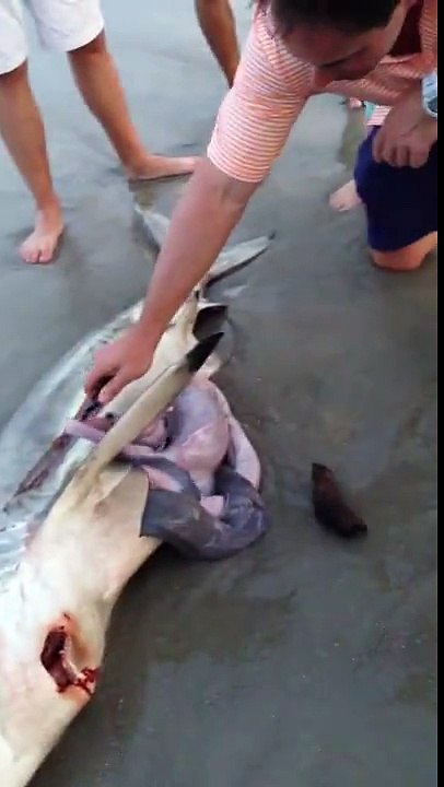 Man Helps Dead Shark Give Birth To couple of baby sharks