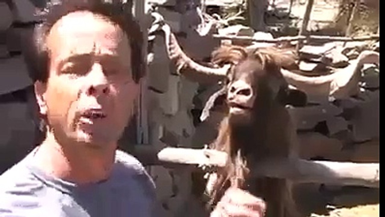(77) Crazy Goat no.2