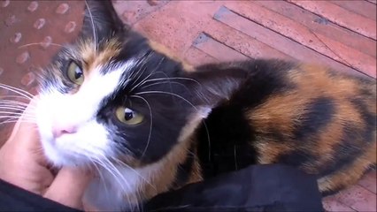 猫が家を案内してくれた！雨の日に犬に会いに来た猫 ♯2（不思議な偶然編）