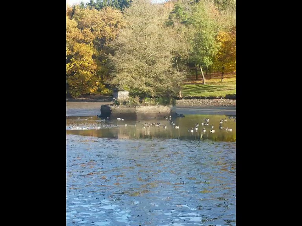 GEORGES CHELON : "L'arbre"