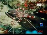 The Most Extreme (Season 5) 5th December 2014 Video Watch pt3