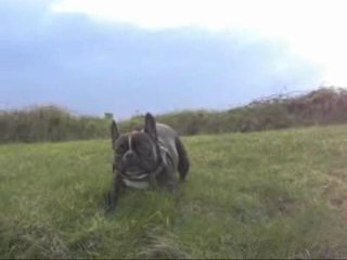 French Bulldog crazy