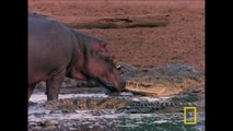 Crocodiles Vs. Hippopotames [National Geographic]