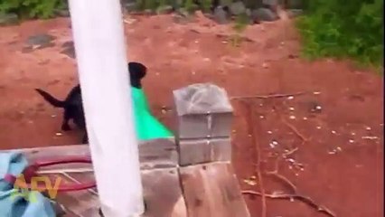 Rescue Dog Saves Kid From Impending Water