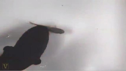 Electric Eels Use Remote-Mind Control to Hunt Their Prey