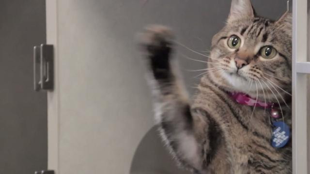 Australian Embassies Won't Repair Your Jet Ski, Babysit Your Pet