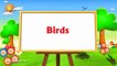 Learn English Birds Names - 3D Animation Preschool Nursery rhymes for children.mp4