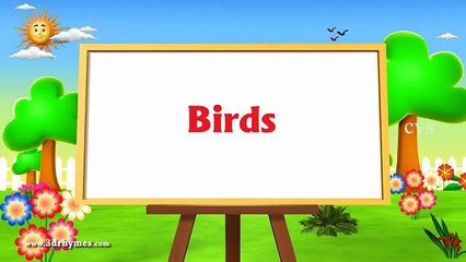 Learn English Birds Names - 3D Animation Preschool Nursery rhymes for children.mp4
